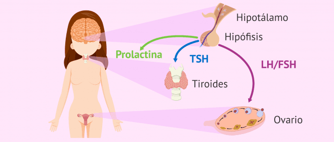 Como equilibrar tus hormonas de forma natural: guia practica para mujeres